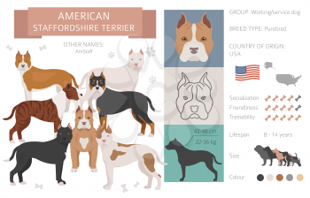 American staffordshire terrier  dog isolated on white. Characteristic, color varieties, temperament info. Dogs infographic collection. Vector illustration