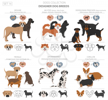 Designer dogs, crossbreed, hybrid mix pooches collection isolated on white. Flat style clipart dog set. Vector illustration