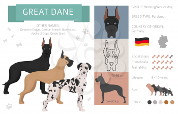 Great dane dog isolated on white. Characteristic, color varieties, temperament info. Dogs infographic collection. Vector illustration
