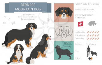 Bernese mountain dog infographic. Different poses, Bernese sennenhund puppy.  Vector illustration