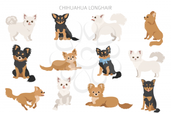 Chihuahua dogs  in different poses. Adult and puppy set.  Vector illustration