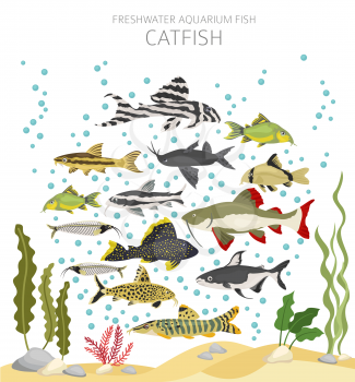 Catfish. Freshwater aquarium fish icon set flat style isolated on white.  Vector illustration