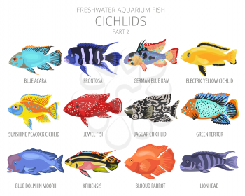 Cichlids fish. Freshwater aquarium fish icon set flat style isolated on white.  Vector illustration