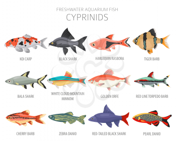 Cyprinids. Freshwater aquarium fish icon set flat style isolated on white.  Vector illustration