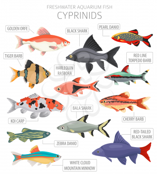 Cyprinids. Freshwater aquarium fish icon set flat style isolated on white.  Vector illustration