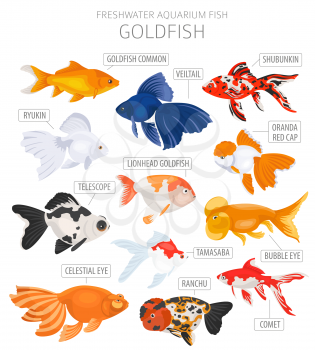 Goldfish. Freshwater aquarium fish icon set flat style isolated on white.  Vector illustration