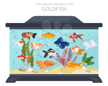 Goldfish. Freshwater aquarium fish icon set flat style isolated on white.  Vector illustration