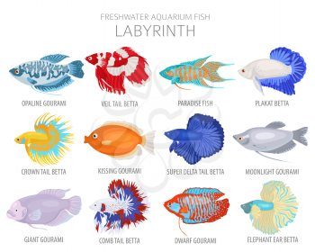 Labyrinth fish. Freshwater aquarium fish icon set flat style isolated on white.  Vector illustration