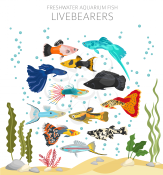 Livebearers fish. Freshwater aquarium fish icon set flat style isolated on white.  Vector illustration