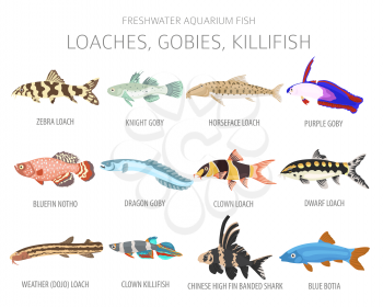 Loaches, gobies, killfish. Freshwater aquarium fish icon set flat style isolated on white.  Vector illustration