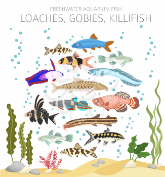 Loaches, gobies, killfish. Freshwater aquarium fish icon set flat style isolated on white.  Vector illustration