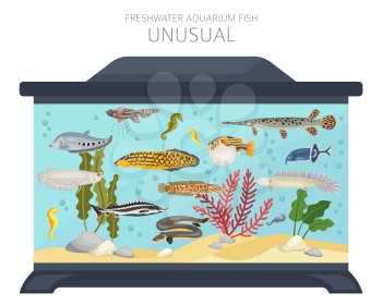 Unusual fish. Freshwater aquarium fish icon set flat style isolated on white.  Vector illustration