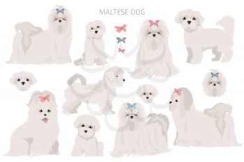 Maltese dogs in different poses. Adult and great dane puppy set.  Vector illustration
