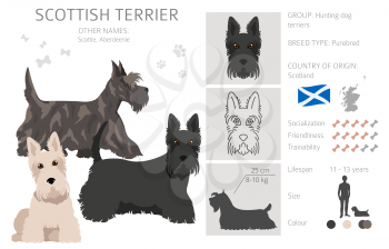 Scottish terrier dogs in different poses and coat colors. Adult and puppy scottie set.  Vector illustration