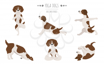 Brittany spaniel yoga. Yoga dogs poses and exercises. Vector illustration