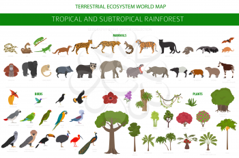 Tropical and subtropical rainforest biome, natural region infographic. Amazonian, African, asian, australian rainforests. Animals, birds and vegetations ecosystem design set. Vector illustration