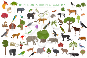 Tropical and subtropical rainforest biome, natural region infographic. Amazonian, African, asian, australian rainforests. Animals, birds and vegetations ecosystem design set. Vector illustration