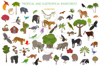 Tropical and subtropical rainforest biome, natural region infographic. Amazonian, African, asian, australian rainforests. Animals, birds and vegetations ecosystem 3d isometric design set. Vector illustration
