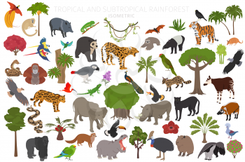 Tropical and subtropical rainforest biome, natural region infographic. Amazonian, African, asian, australian rainforests. Animals, birds and vegetations ecosystem 3d isometric design set. Vector illustration