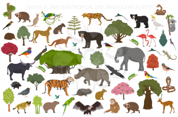 Tropical and subtropical dry broadleaf forest biome, natural region infographic. Seasonal forests. Animals, birds and vegetations ecosystem design set. Vector illustration
