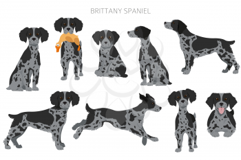 Brittany spaneil clipart. Different poses set. Adult and puppy dogs infographic. Vector illustration