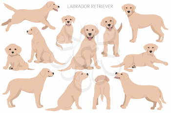 Labrador retriever dogs in different poses and coat colors. Adult and puppy dogs.  Vector illustration