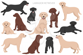 Designer, crossbreed, hybrid mix dogs collection isolated on white. Flat style clipart set. Vector illustration
