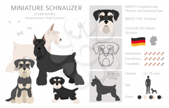 Miniature schnauzer dogs in different poses and coat colors. Adult and puppy scottie set.  Vector illustration