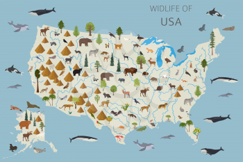 Flat design of USA wildlife. Animals, birds and plants constructor elements isolated on white set. Build your own geography infographics collection. Vector illustration