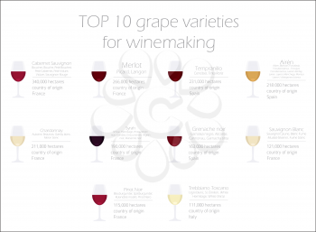 Grapes varieties for wine. Winemaking infographic. Vector illustration