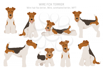 Wire fox terrier clipart. Different poses, coat colors set.  Vector illustration
