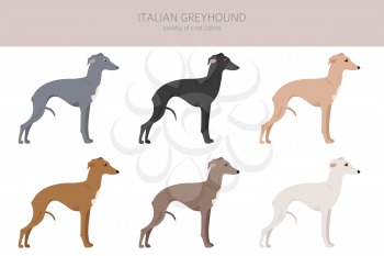 Italian greyhound clipart. Different poses, coat colors set.  Vector illustration