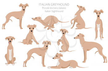 Italian greyhound clipart. Different poses, coat colors set.  Vector illustration