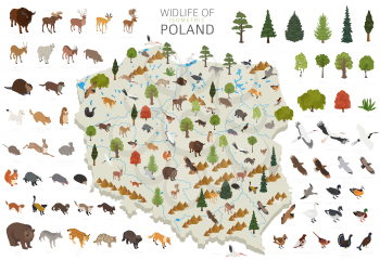 Isometric 3d design of Poland wildlife. Animals, birds and plants constructor elements isolated on white set. Build your own geography infographics collection. Vector illustration