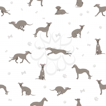Whippet seamless pattern.  Different poses, coat colors set.  Vector illustration