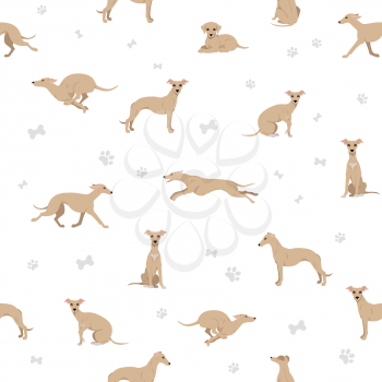 Whippet seamless pattern.  Different poses, coat colors set.  Vector illustration