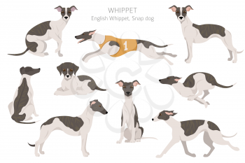 Whippet clipart. Different poses, coat colors set.  Vector illustration