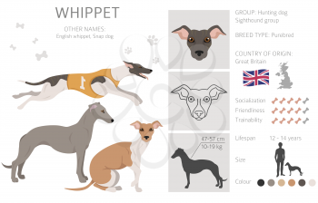Whippet clipart. Different poses, coat colors set.  Vector illustration