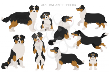 Australian shepherd dogs set. Color varieties, different poses. Dogs infographic collection. Vector illustration