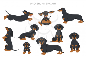 Dachshund short haired clipart. Different poses, coat colors set.  Vector illustration
