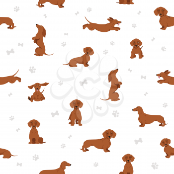 Dachshund short haired seamless. Different poses, coat colors set.  Vector illustration