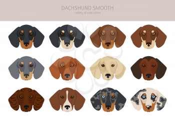 Dachshund short haired clipart. Different poses, coat colors set.  Vector illustration