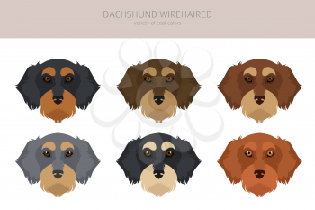Dachshund wire haired clipart. Different poses, coat colors set.  Vector illustration