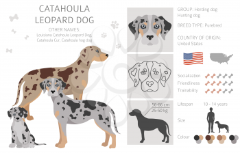 Catahoula leopard dog clipart. Different poses, coat colors set.  Vector illustration