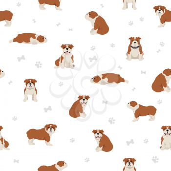 English bulldog seamless pattern. Different poses, coat colors set.  Vector illustration