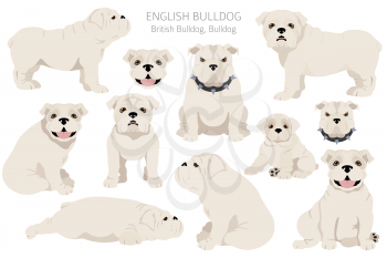 English bulldog clipart. Different poses, coat colors set.  Vector illustration