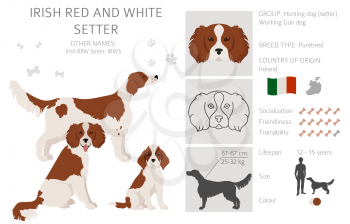 Irish red and white setter clipart. Different poses, coat colors set.  Vector illustration