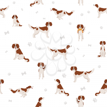 Irish red and white setter seamless pattern. Different poses, coat colors set.  Vector illustration
