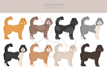 Labradoodle clipart. Different poses, coat colors set.  Vector illustration