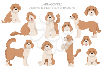 Labradoodle clipart. Different poses, coat colors set.  Vector illustration